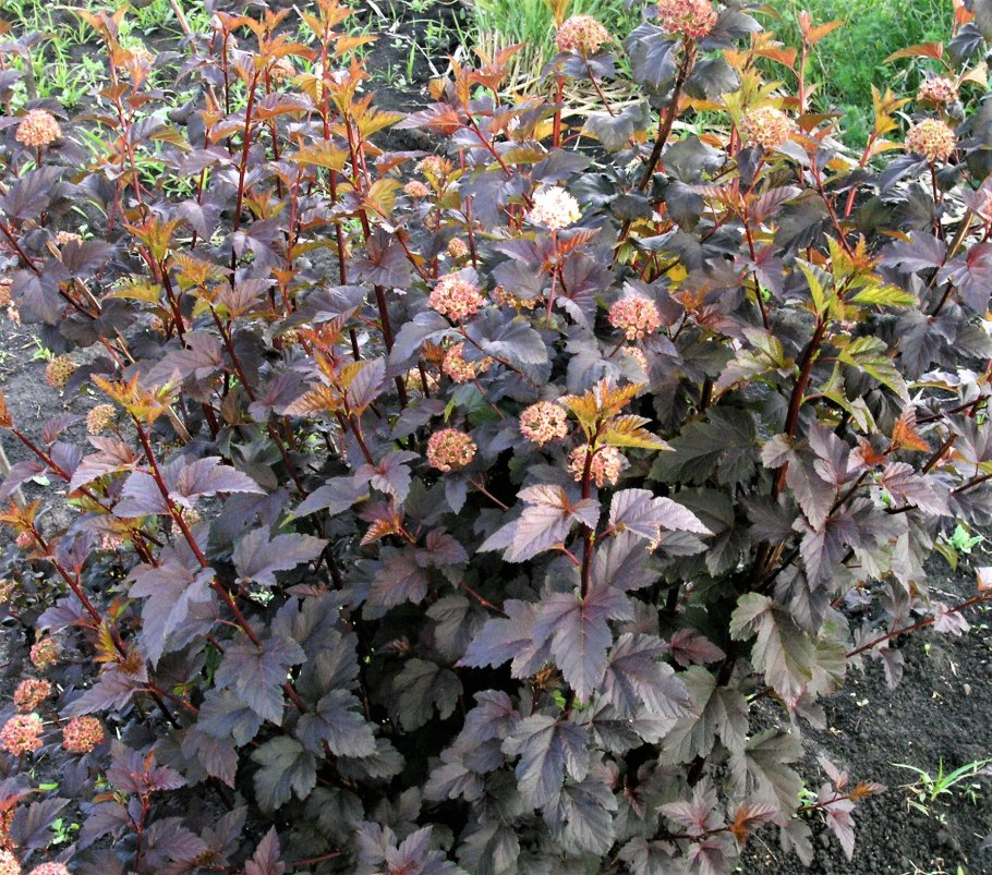 Пузыреплодник Диаболо фото и описание кустарника