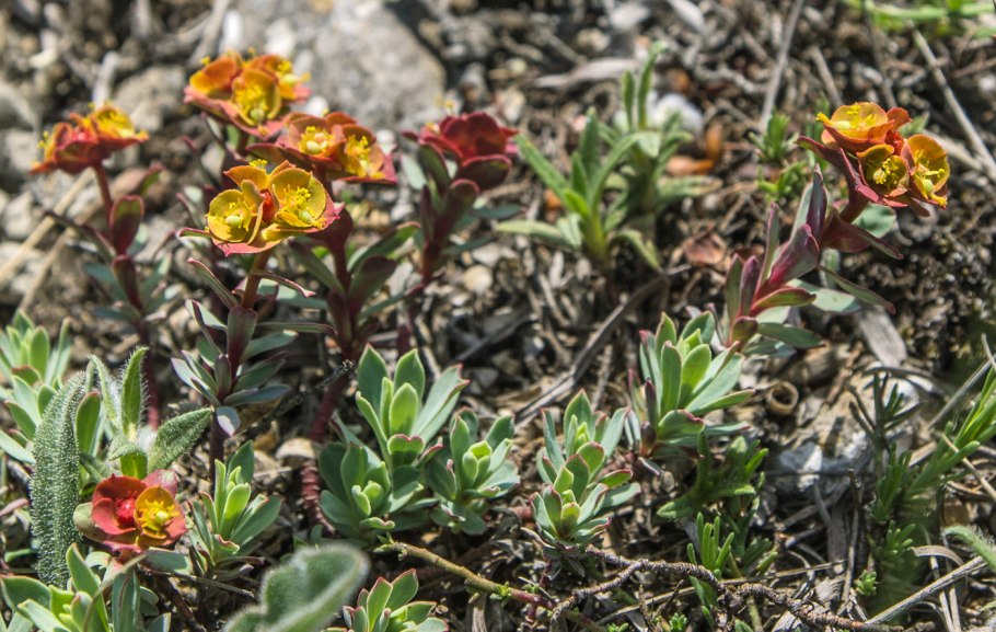 Молочай камнелюбивый