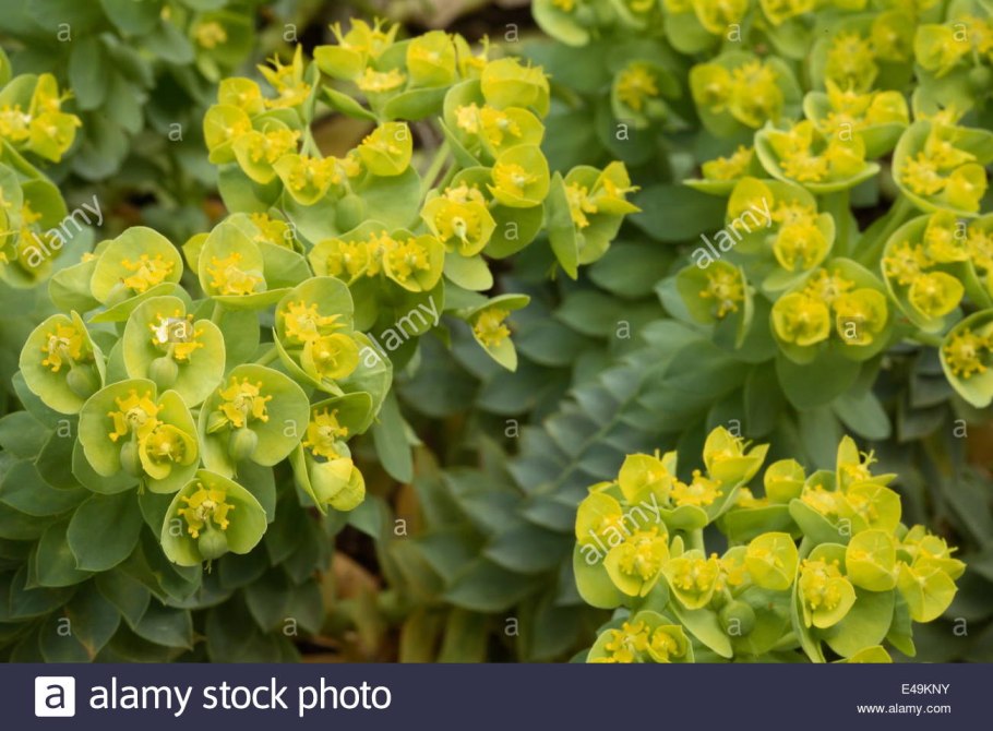 Молочай хрящеватый