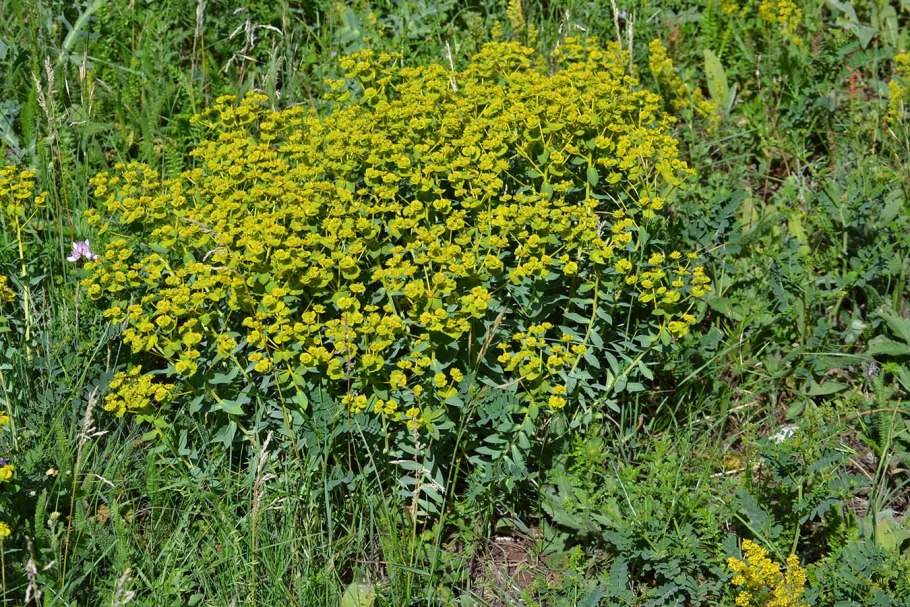 Молочай дикий