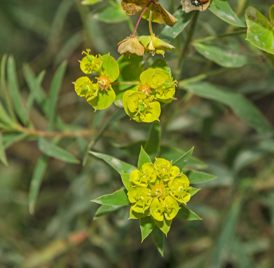 Amandelwolfsmelk Euphorbia молочай