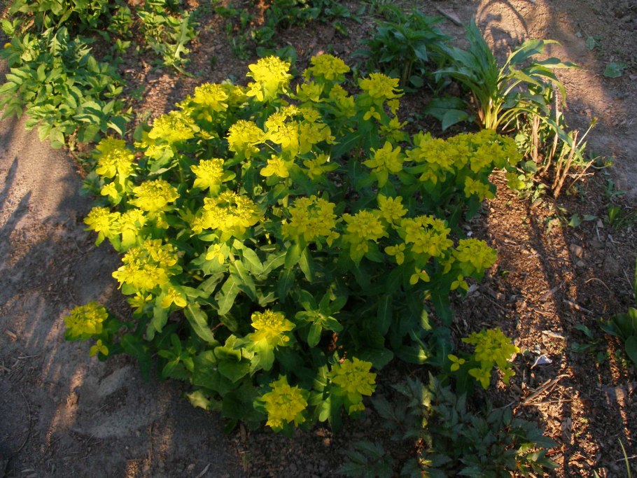 Молочай зверобоелистный