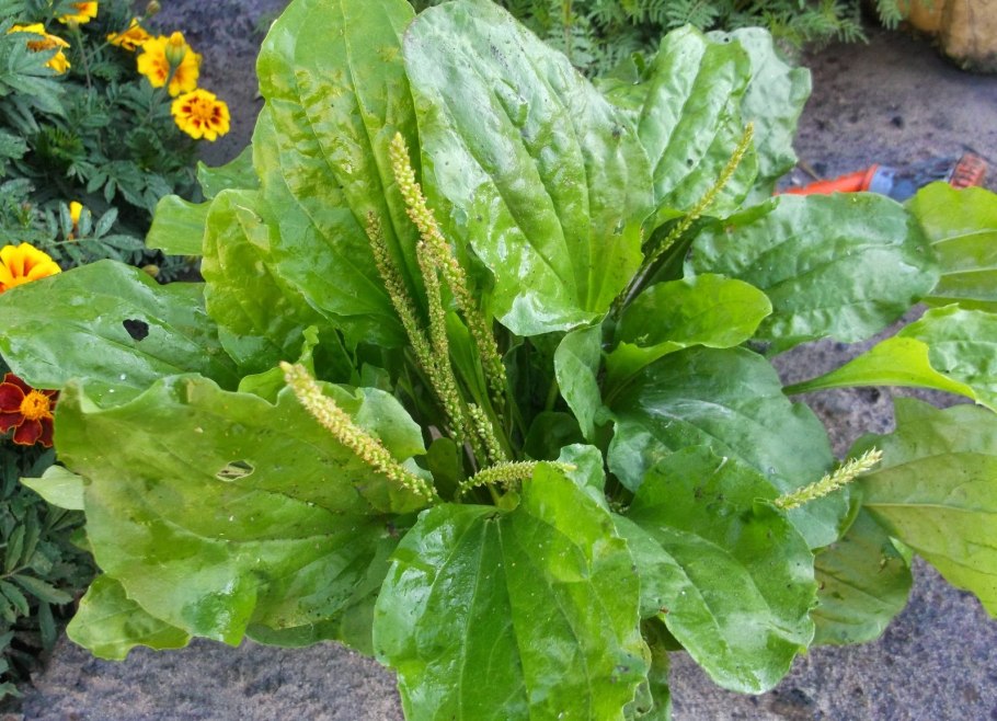 Подорожник большой