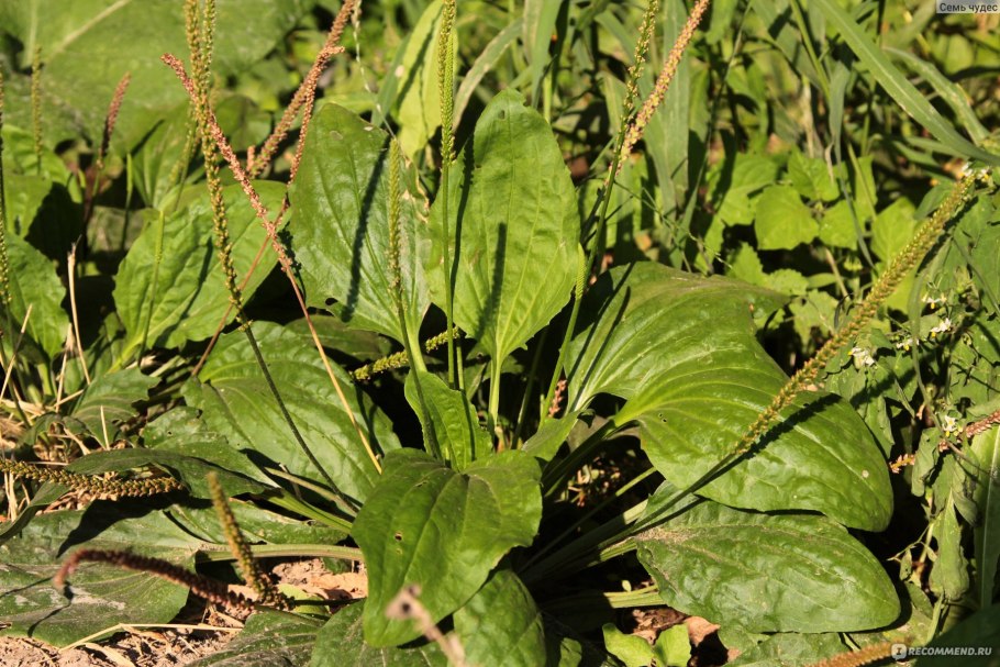 Подорожник большой (Plantago Major l.)