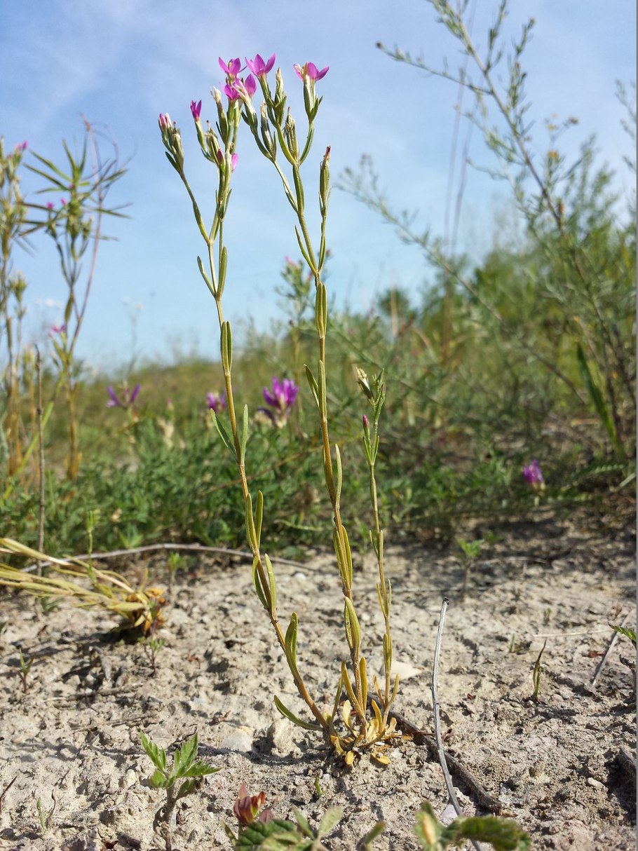 Plantain подорожник