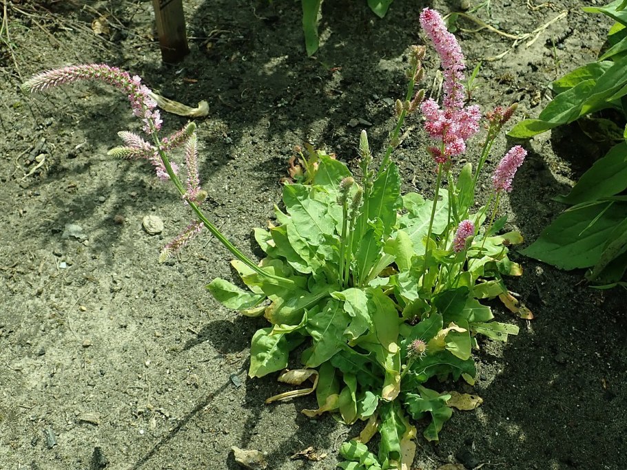 Psylliostachys suworowii