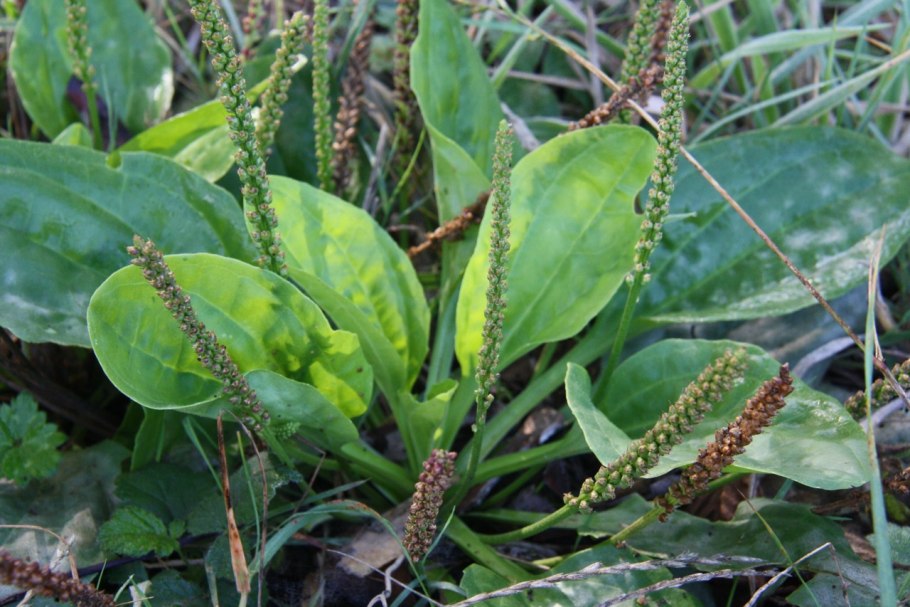 Plantago Major