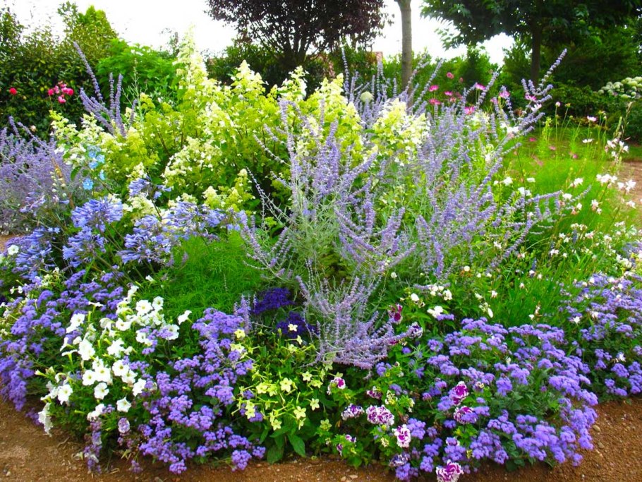 Chaiturus marrubiastrum