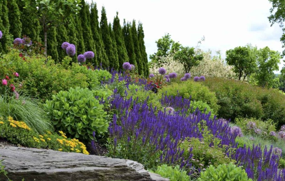 Манжетка на клумбе