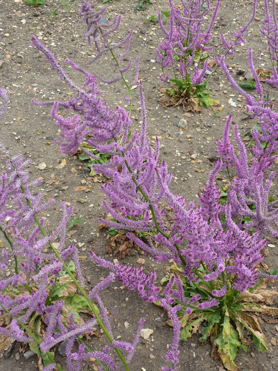 Кермек лимониум Суворова розовый