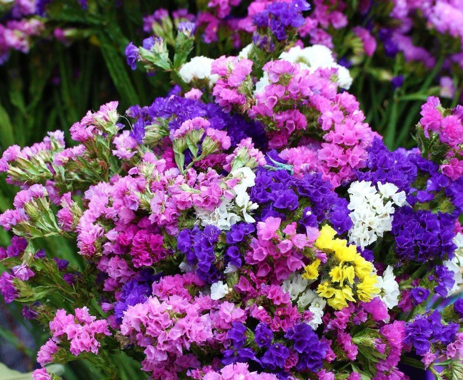 Живучка ползучая на клумбе