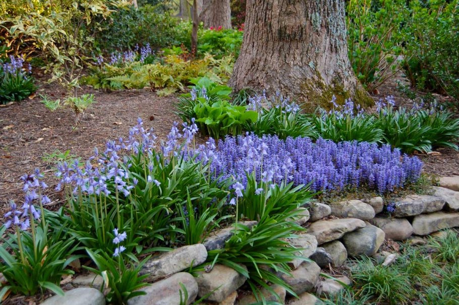 Миксбордер шалфей