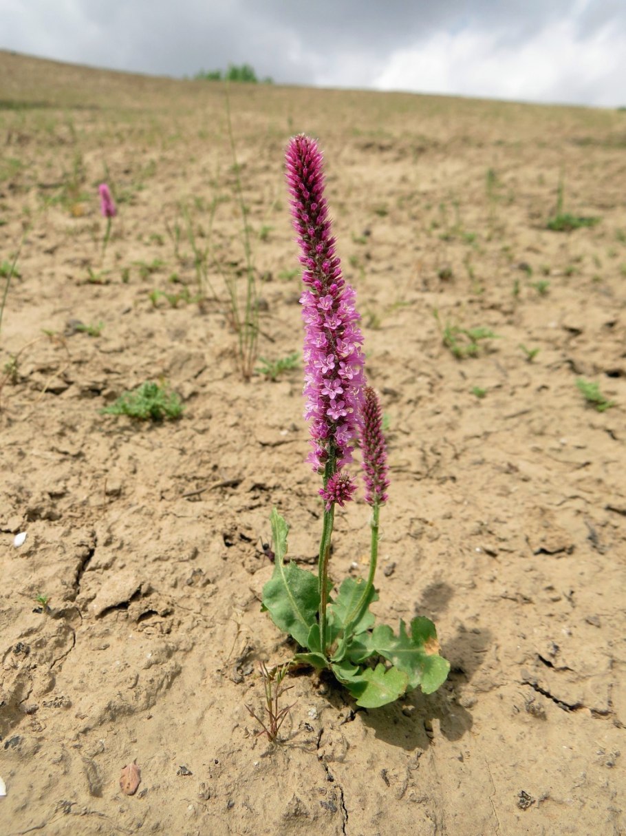 Лимониум Суворова