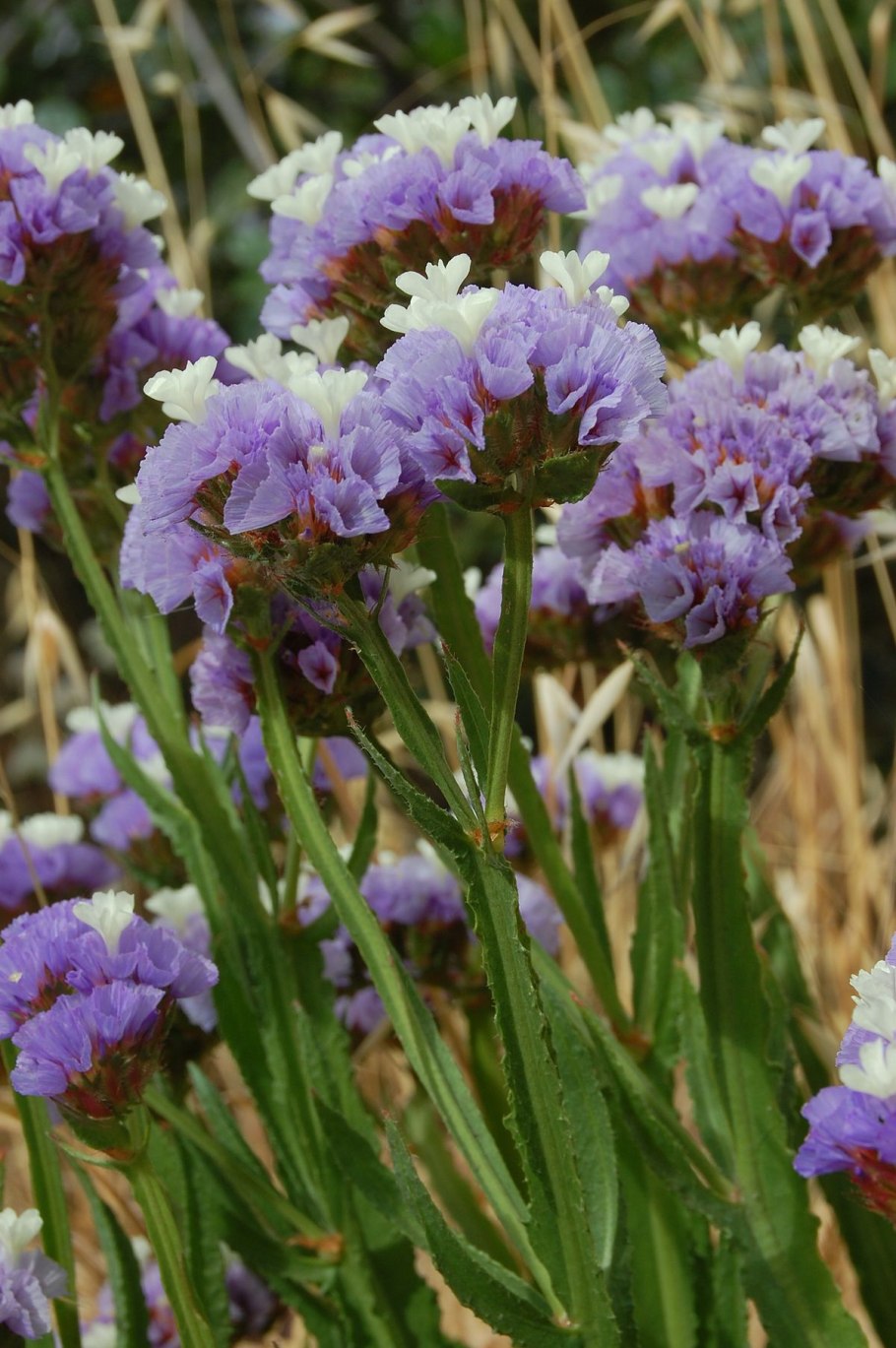 Статице (кермек, лимониум) сухоцвет