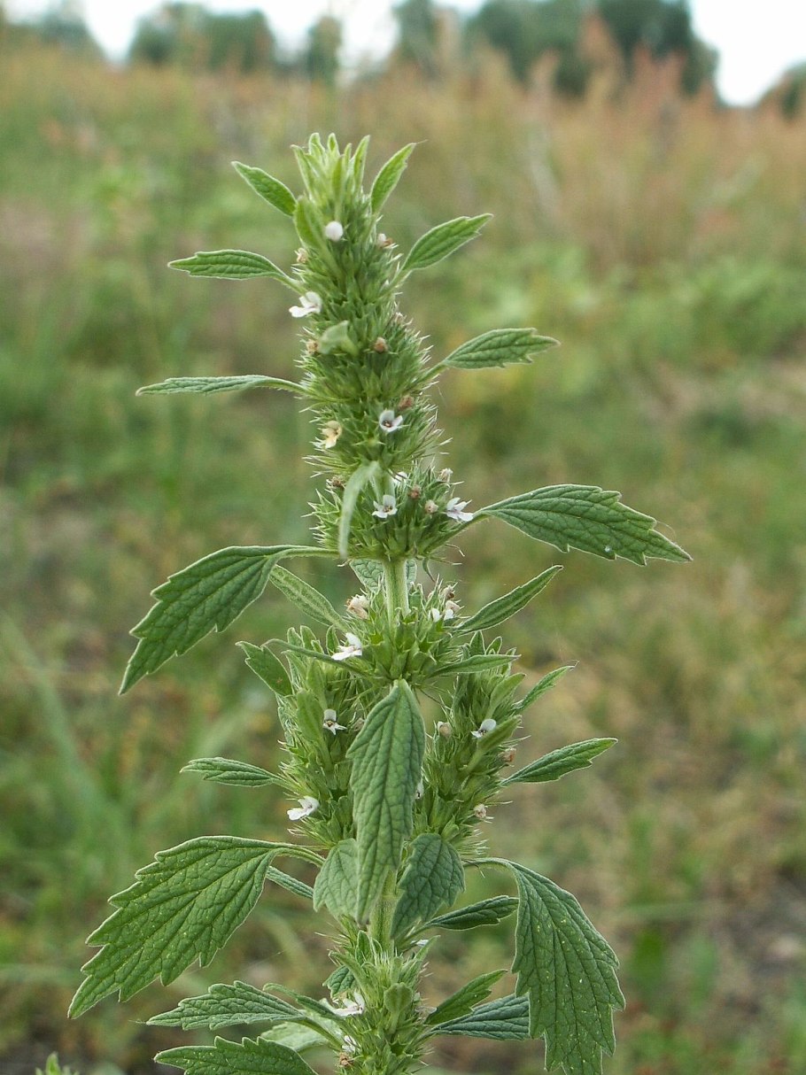 Кермек статица