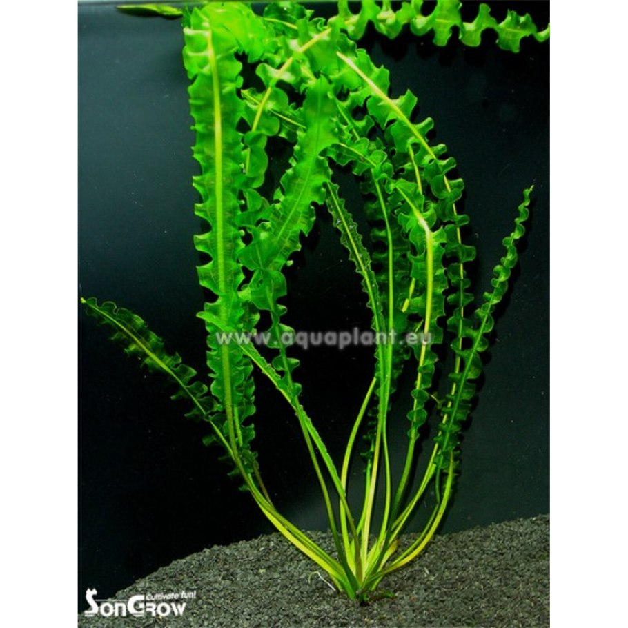 Aponogeton longiplumulosus