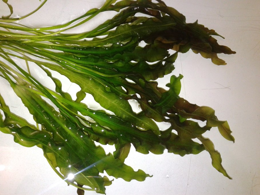 Апоногетон лонгиплюмулозус