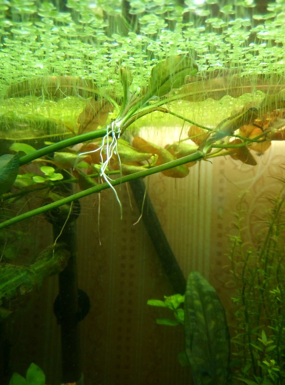 Апоногетон ульвацеус (Бульба)