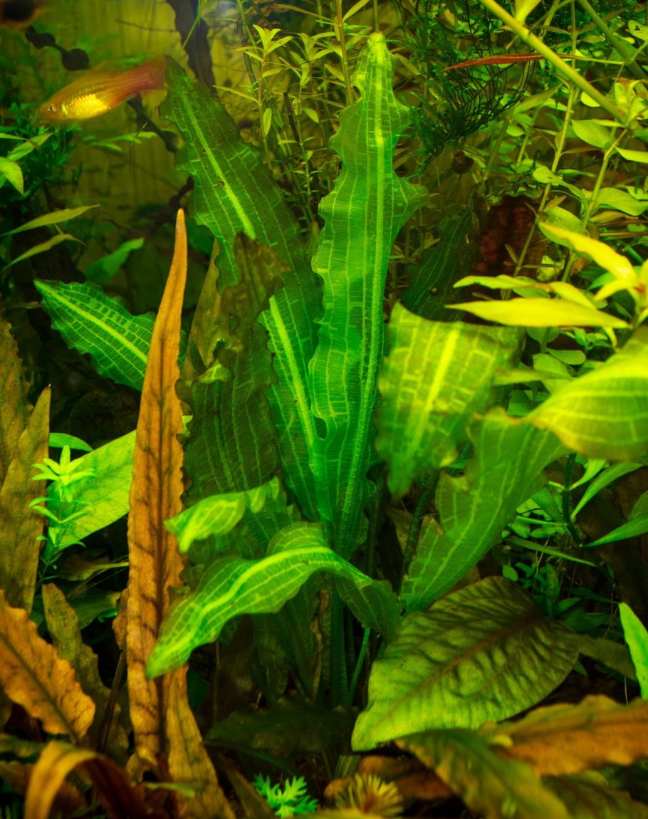 Апоногетон живородящий