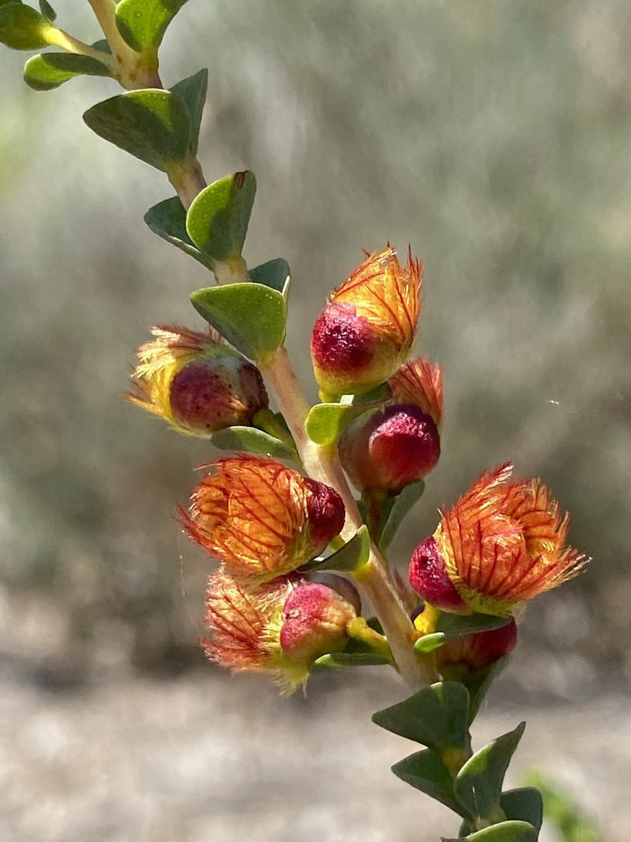 Вертикордия крупная