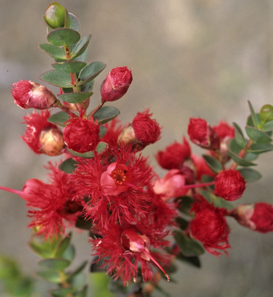 Вертикордия Расписная