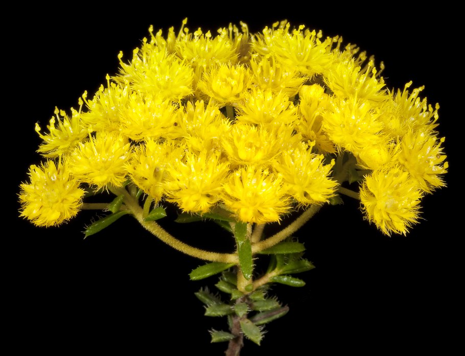 Hypocalymma robustum