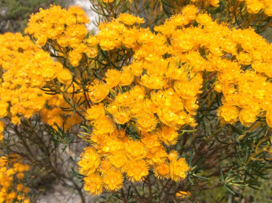 Обои для рабочего стола Венера Вертикордия