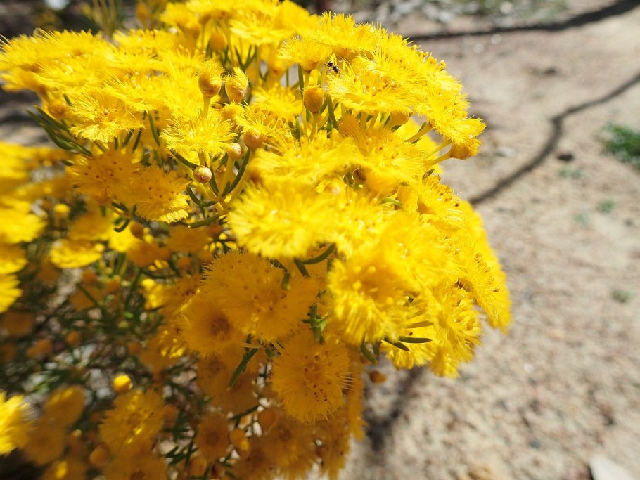 Verticordia eriocephala Seeds White Lambswool Wild Cauliflower Cream White Flowers