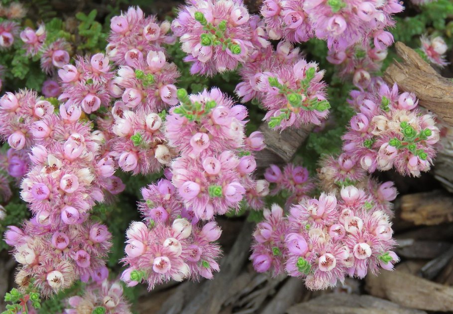 Вертикордия Ителия низкорослые