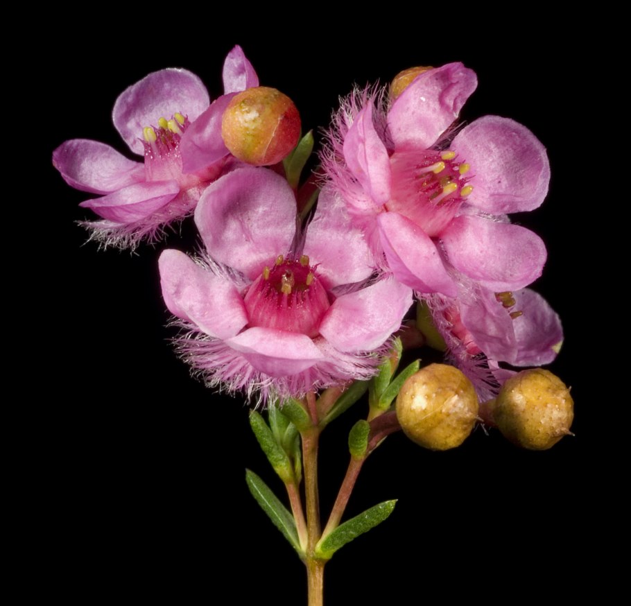 Verticordia eriocephala Seeds White