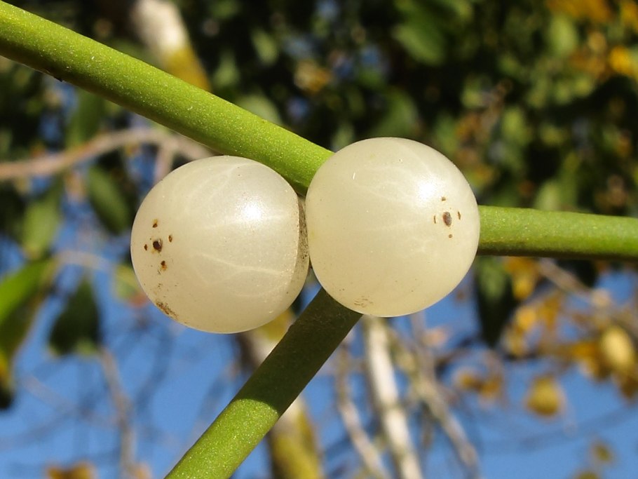 Западный болиголов дерево