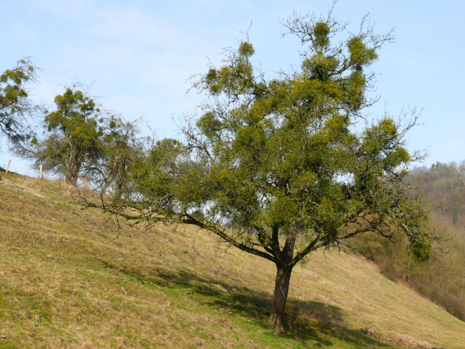 Цветок симаруба
