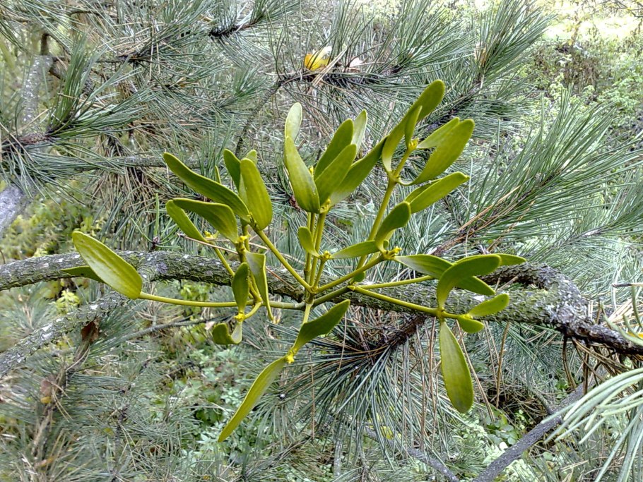 Омела белая растение паразит