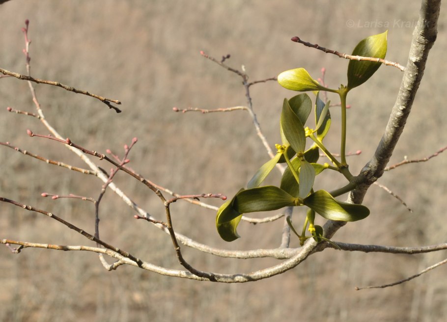 Цветение омелы белой