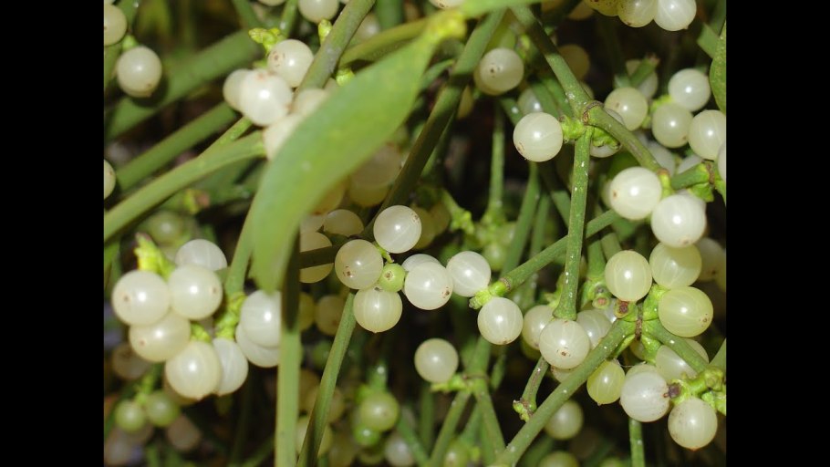 Арцеутобиум можжевеловый