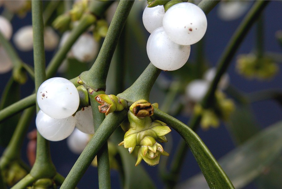 Phoradendron californicum