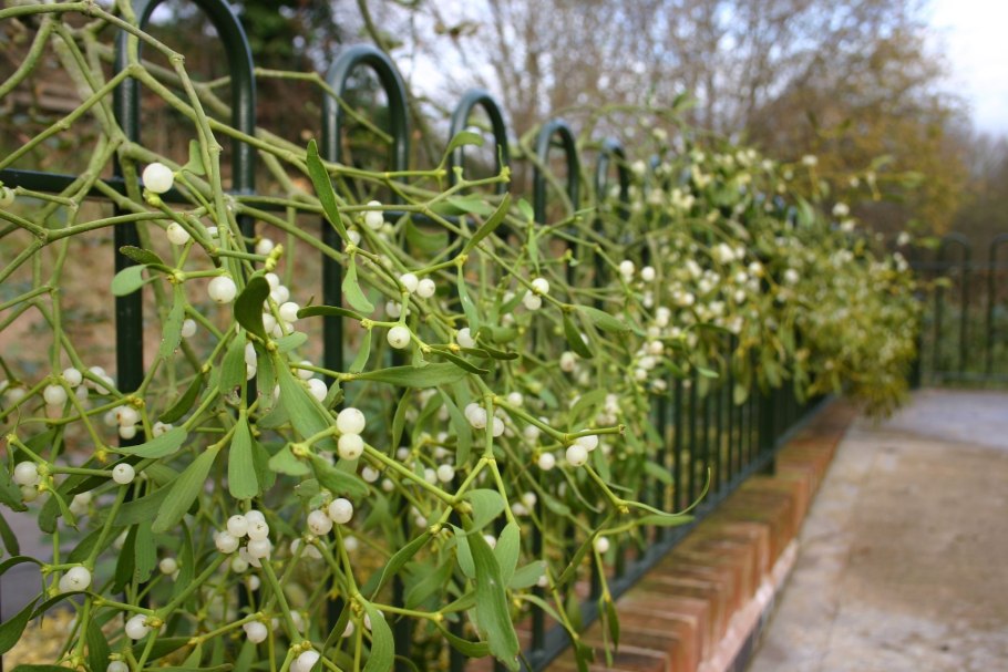 Омела белая