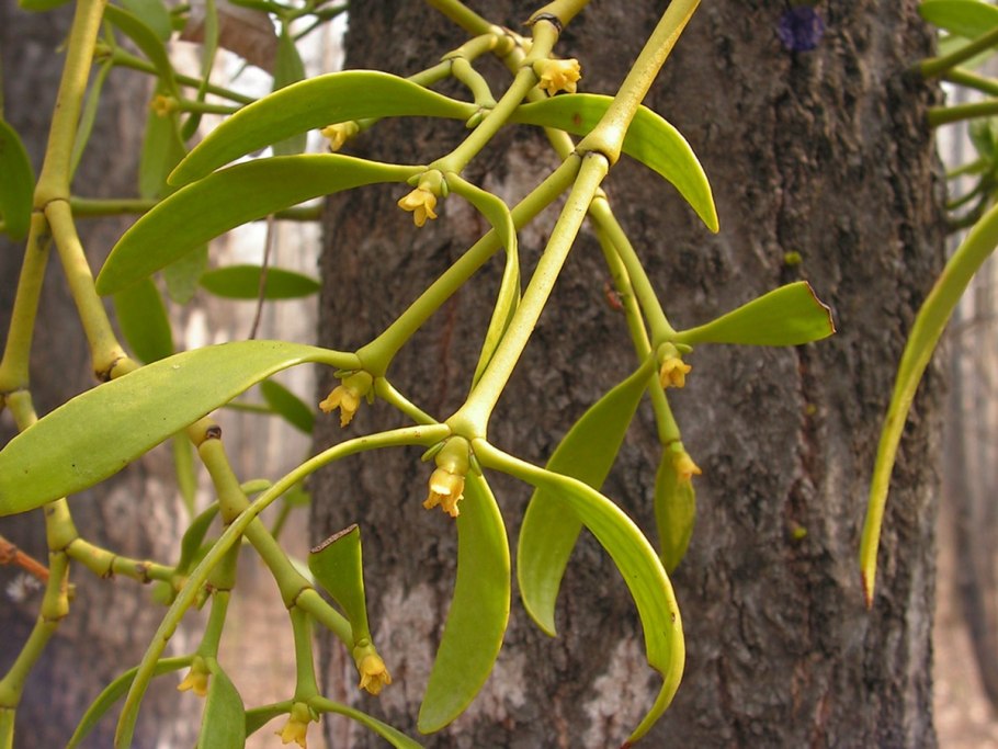 Омела белая растение