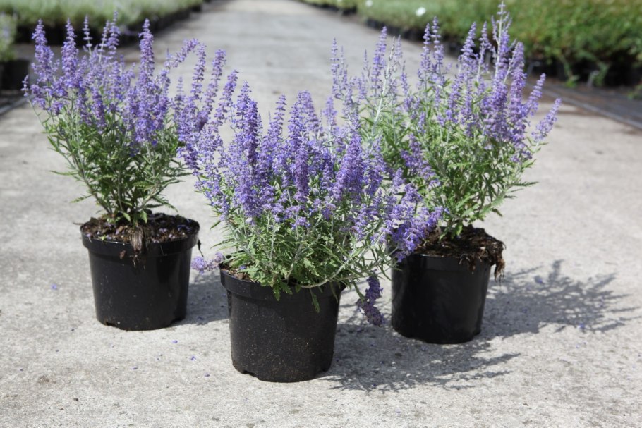 Перовския Perovskia atriplicifolia "Rocketman"