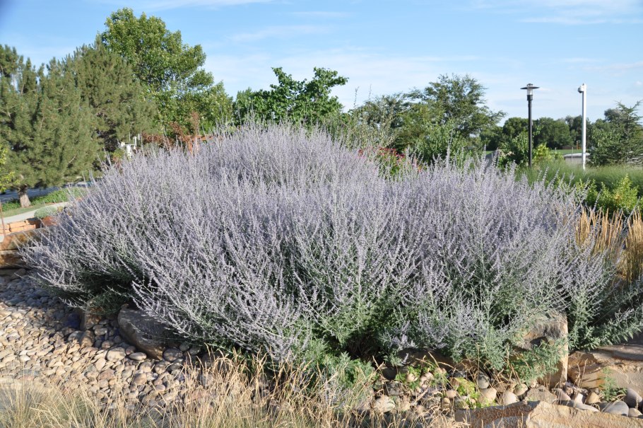 Перовския лебедолистная (Perovskia atriplicifolia)
