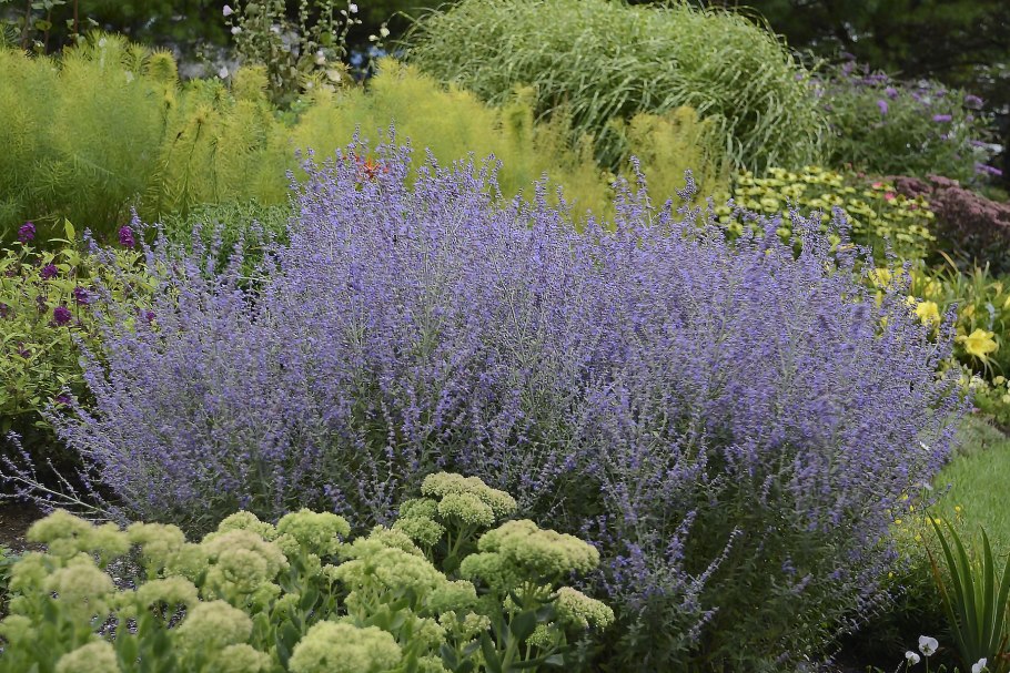Перовския Perovskia atriplicifolia "Rocketman"