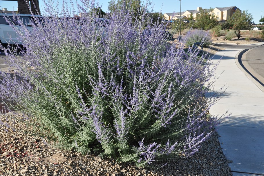 Перовския (Perovskia atriplicifolia)