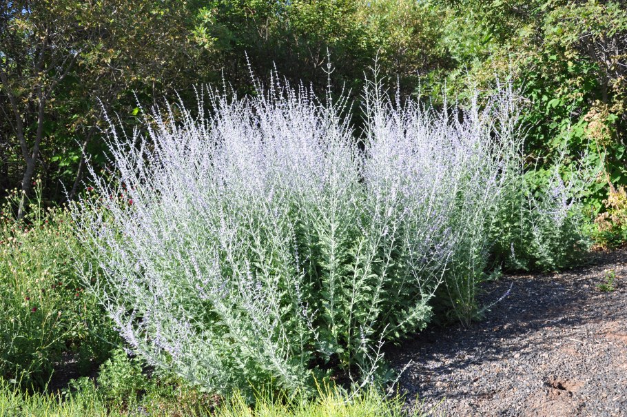 Perovskia atriplicifolia