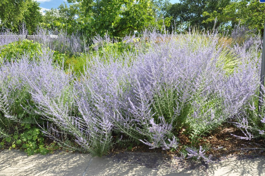 Перовския лебедолистная (Perovskia atriplicifolia)