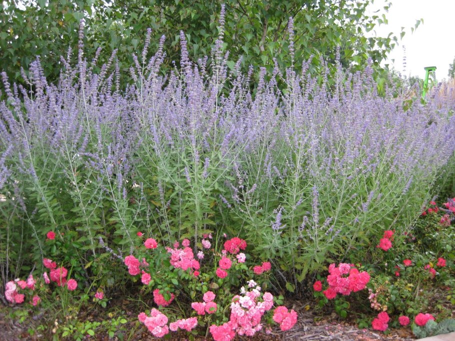 Перовския полынная - Perovskia ABROTANOIDES.