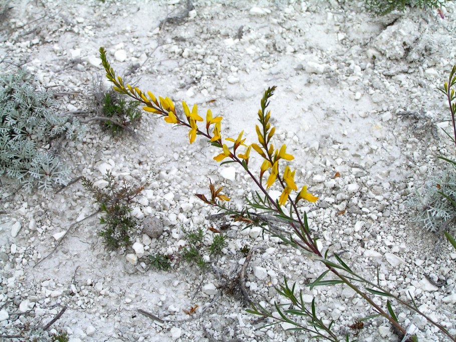 Genista tanaitica