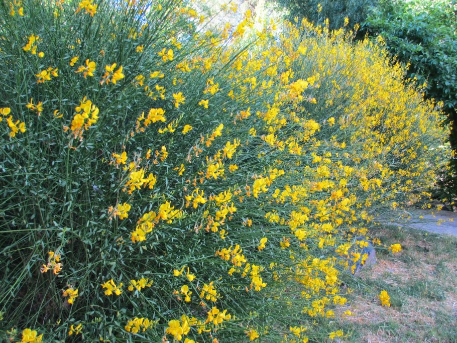 Гениста белая