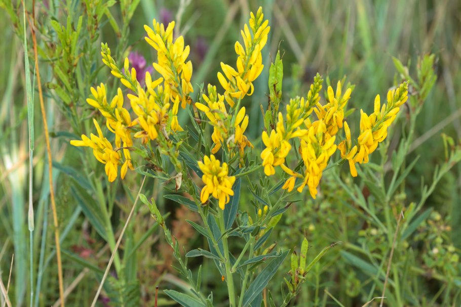 Дрок германский (Genista Germanica)