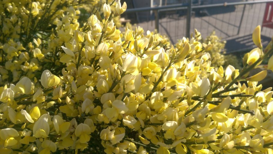 Желтый Дрок Крым