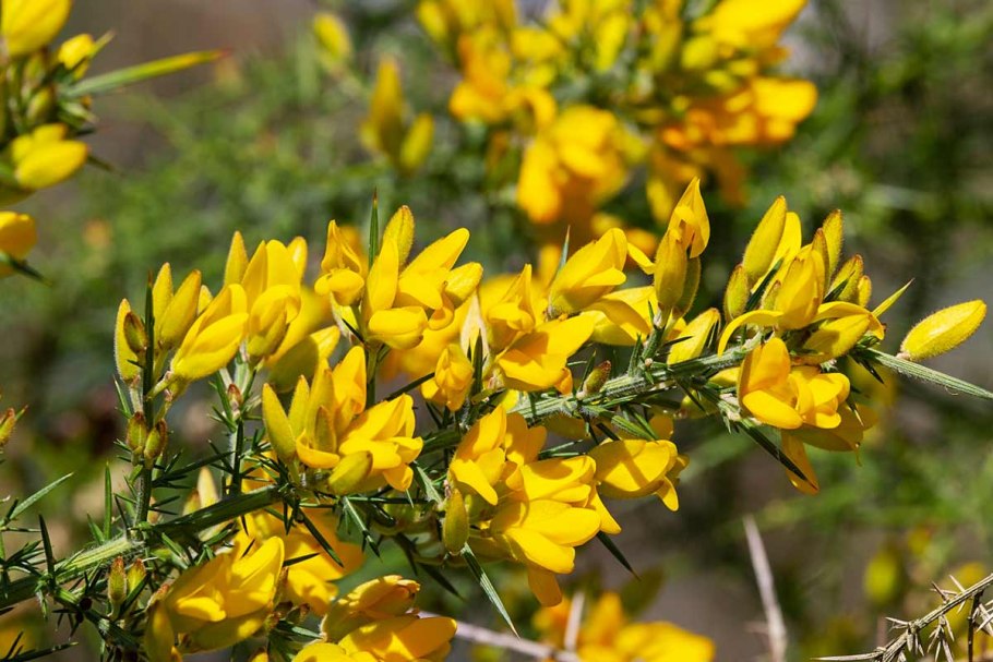 Дрок германский (Genista Germanica)